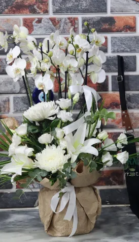 Beyaz Meleğim Orkidem