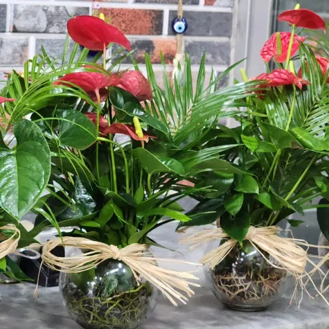 Fanusla İkili Antaryum