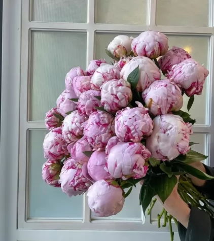 Şakayik (PEONY)